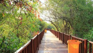 084807600_1556790841-mangrove