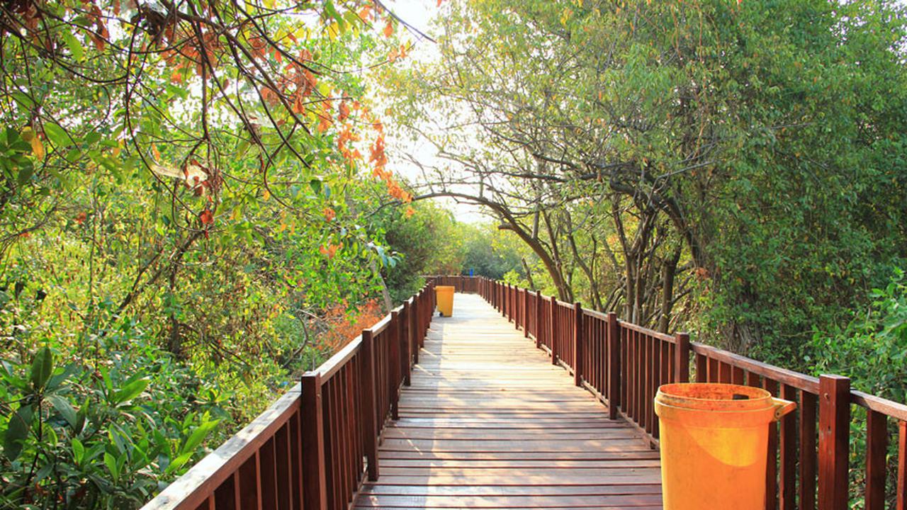 084807600_1556790841-mangrove